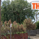 Image for article titled How A Tree Forced Me To Get Rid Of One Of My Cars And Helped Get Me This Job